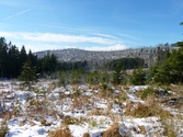 Rôzne pohľady na podobu lesa v NP Šumava.