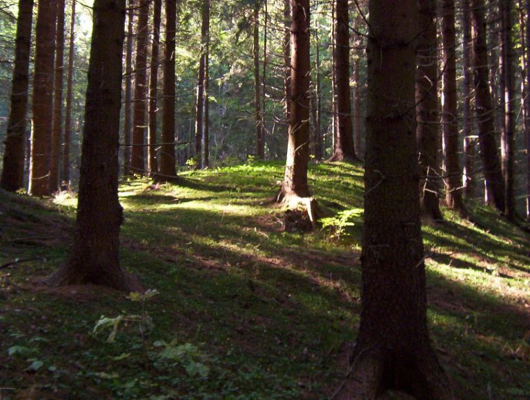 Cesta lesem do Pochně.
