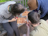 Orgové zkoumají kvalitu vajec.